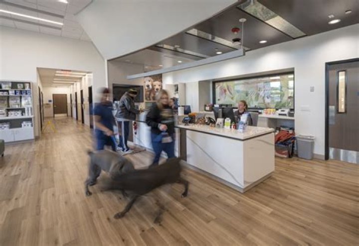 Explore April Storey Mackey Death , Associate Veterinarian at Towne South Animal Hospital