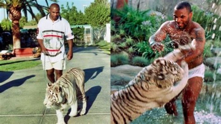 How Much Did Mike Tyson’S Tiger Cost? – Celebrity