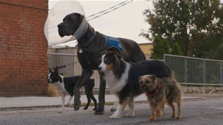 Review: ‘Strays’ would be better off being left behind