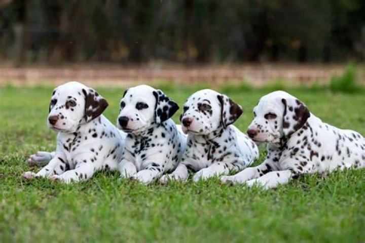 What are the 15 Dalmatian puppies names? – Celebrity