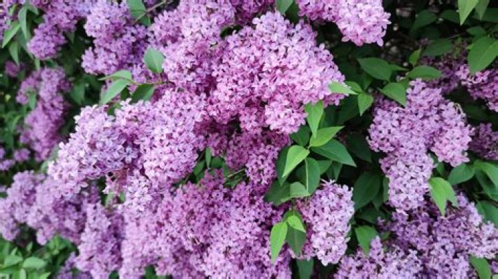 What Bushes Bloom In April Acnh? – Celebrity