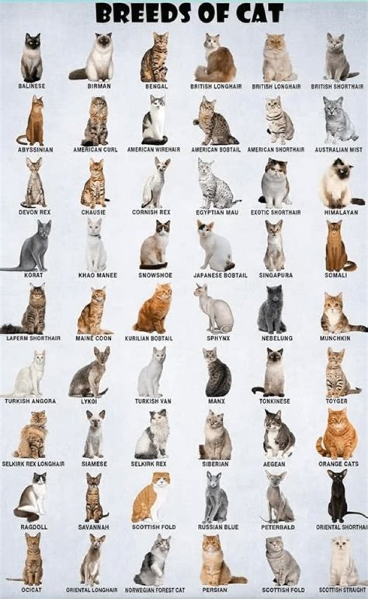 What is Ariel’s cat’s name? – Celebrity