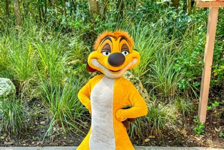 What kind of animal is Timon? – Celebrity