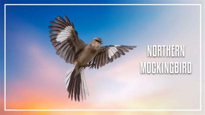 What type of bird is Becky from Dory? – Celebrity